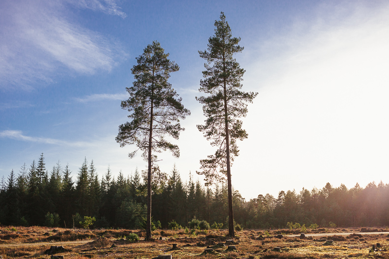 Pine trees The New Forest