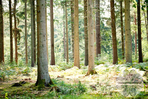 Pine trees in Rhinefield, The New Forest