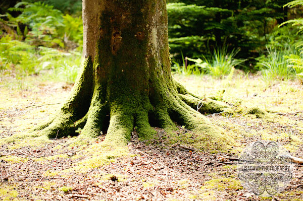 Woodland tree in the new forest Hampshire