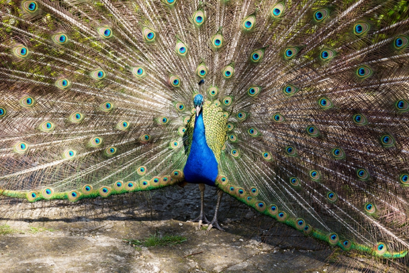 Peacock photo