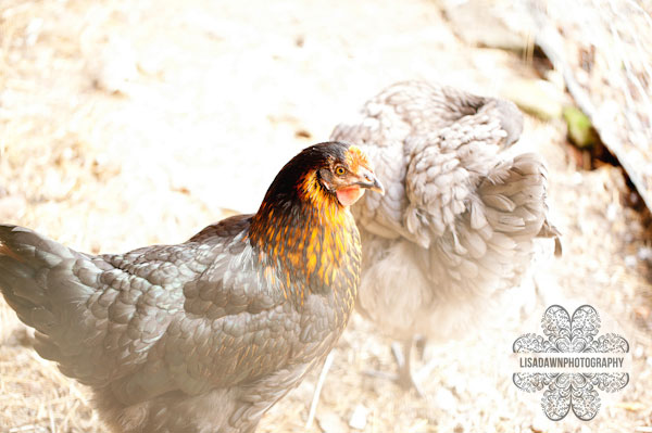 Farm Wedding Photography