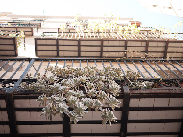 succulents on balcony