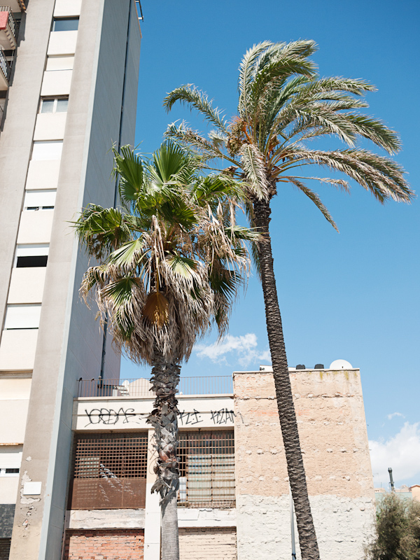 Palm Trees Flats