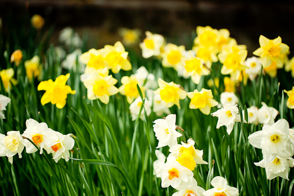 Spring Wedding Photography