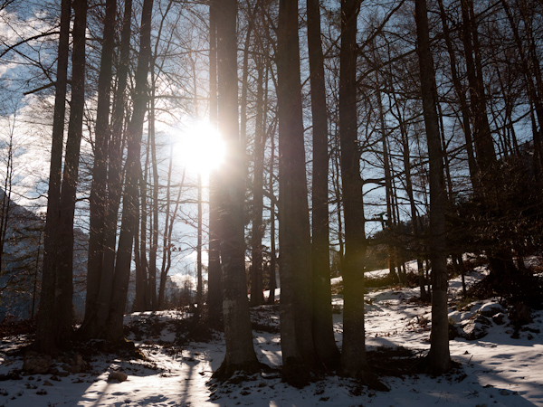 Sun through the trees