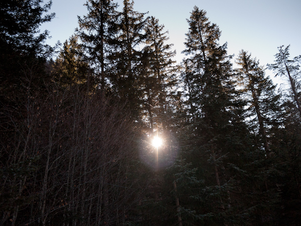 Sun through the fir trees