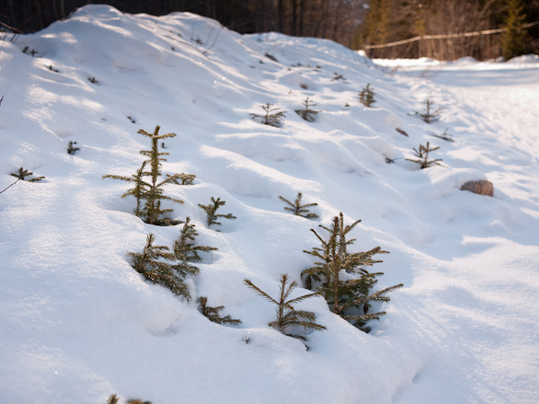 Christmas Trees