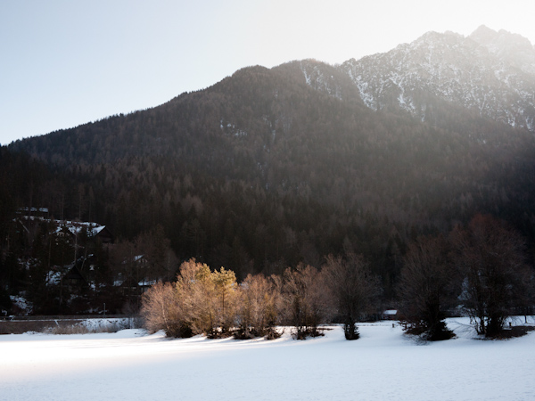 Winter trees