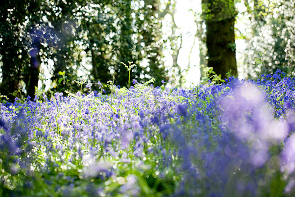 Bluebell Woods Wimborne