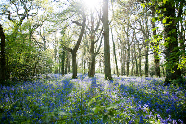 Blubell Woods Wimborne