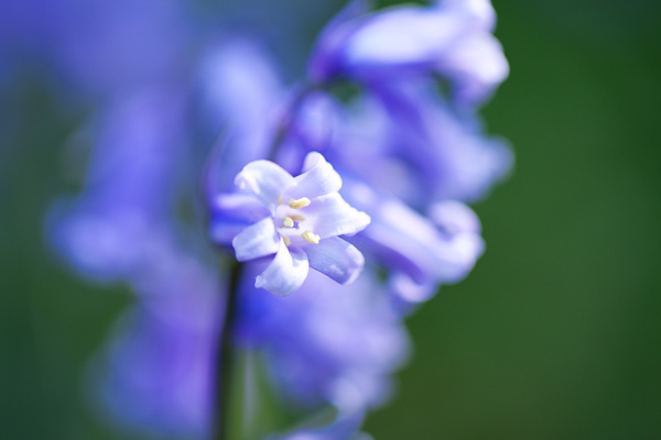 Blubell Flower Spring 