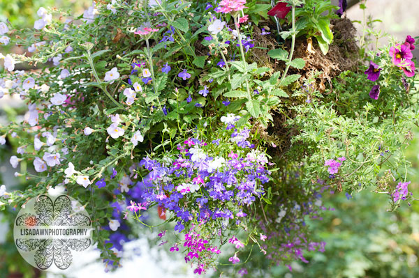 Hanging basket flowers