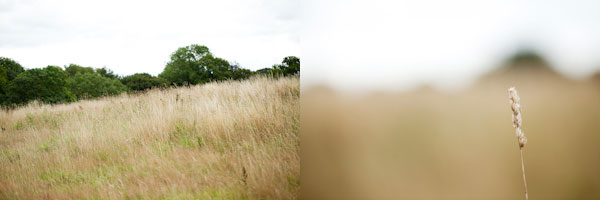 long grass fields