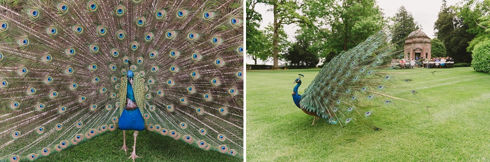 Peacock