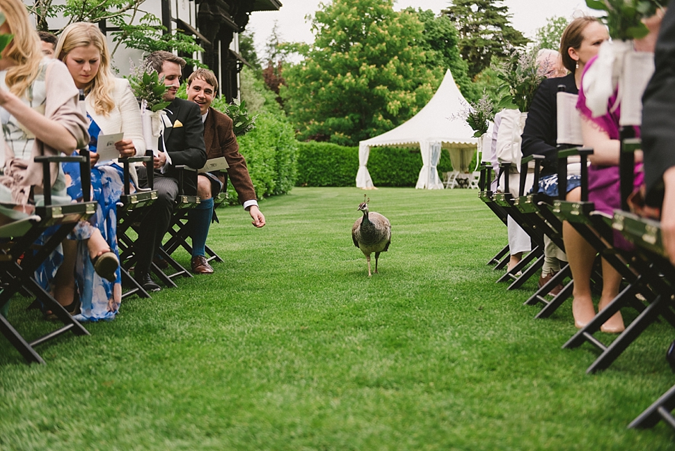 Peacocks at weddings