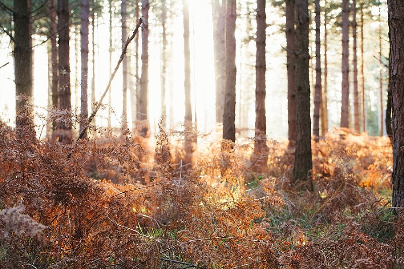 foraging the new forest