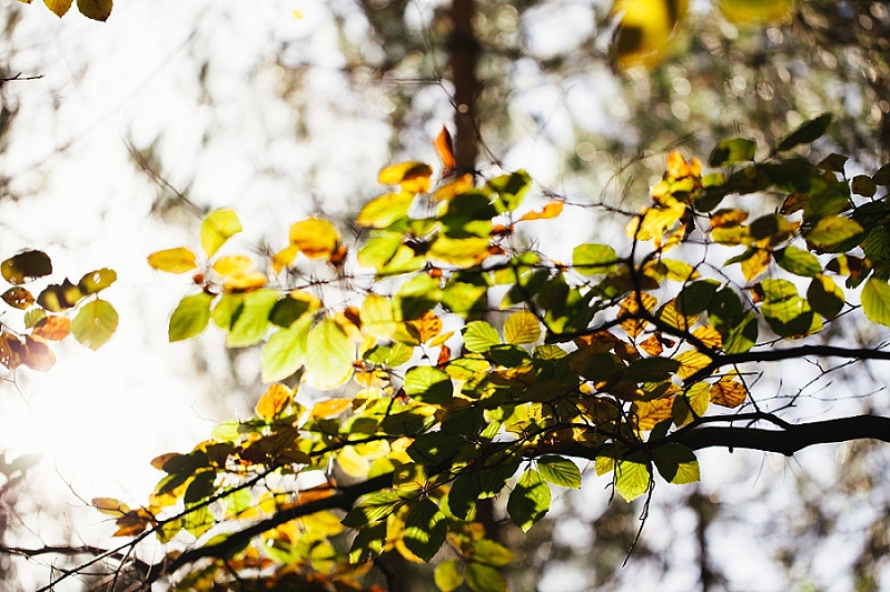 foraging the new forest