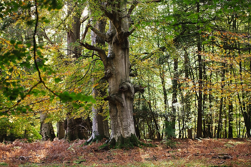 foraging the new forest