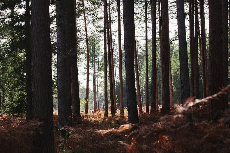 foraging the new forest