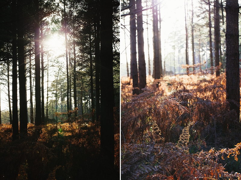 foraging the new forest