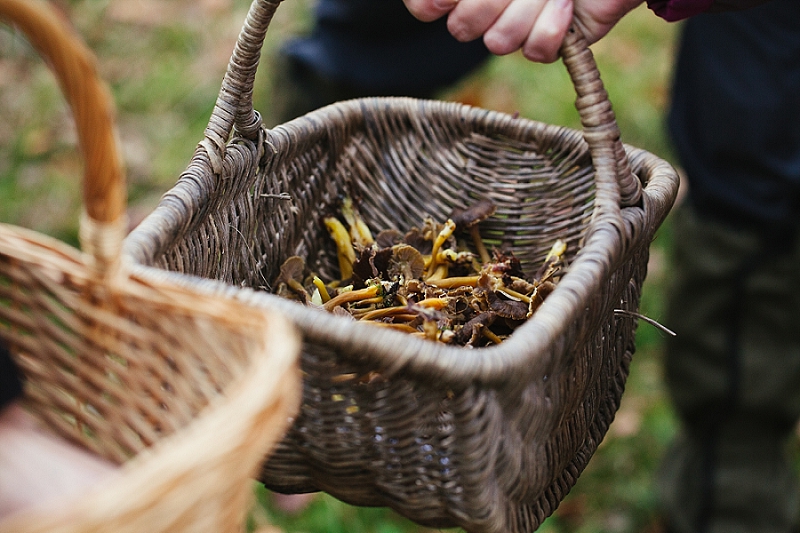 foraging the new forest