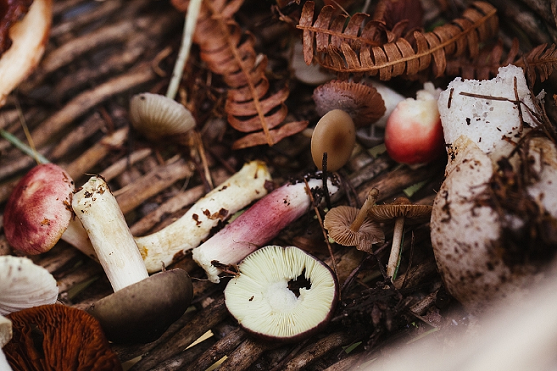 foraging the new forest