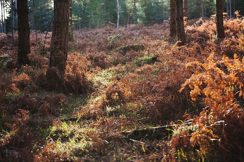 foraging the new forest