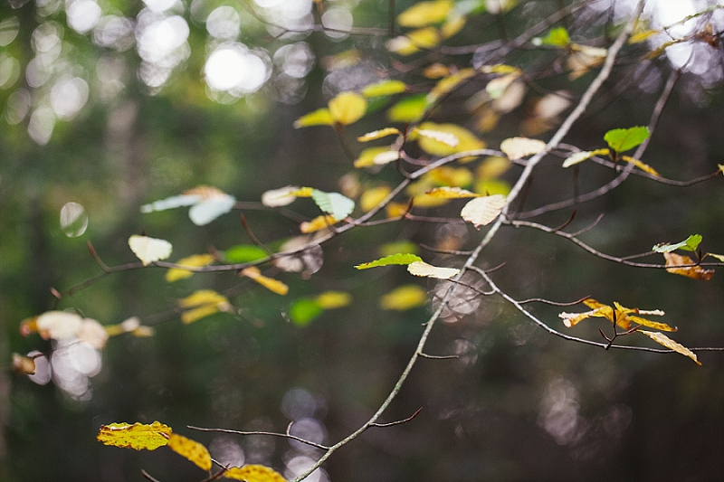 foraging the new forest