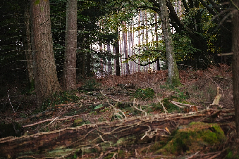 foraging the new forest