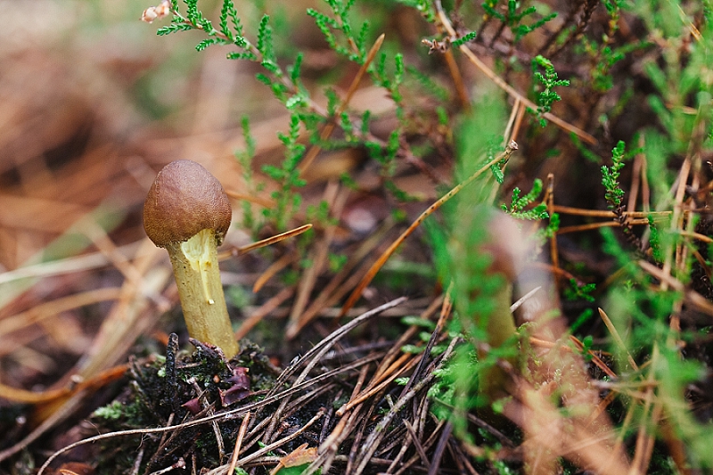 foraging the new forest