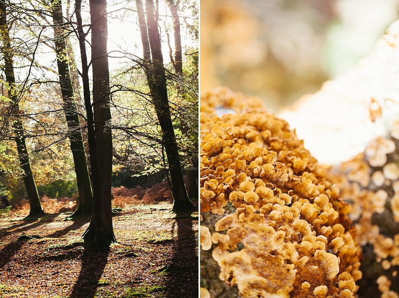 foraging the new forest