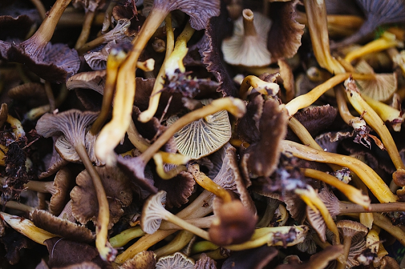 foraging the new forest