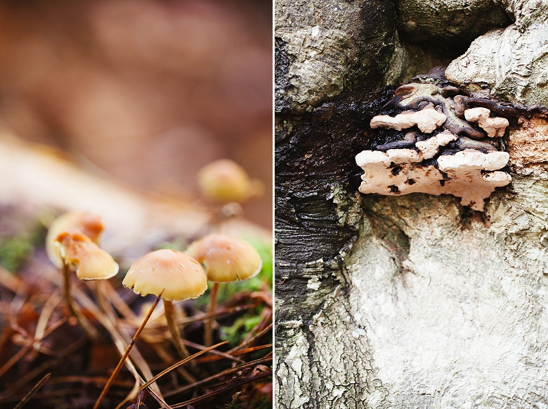 foraging the new forest