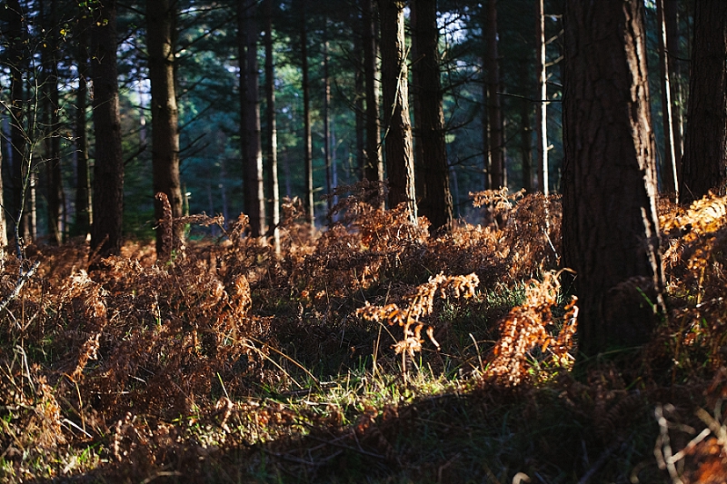 foraging the new forest