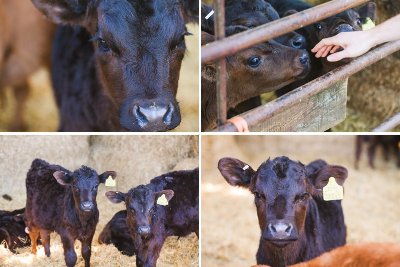 cows at a wedding