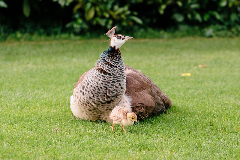 Baby Peacocks