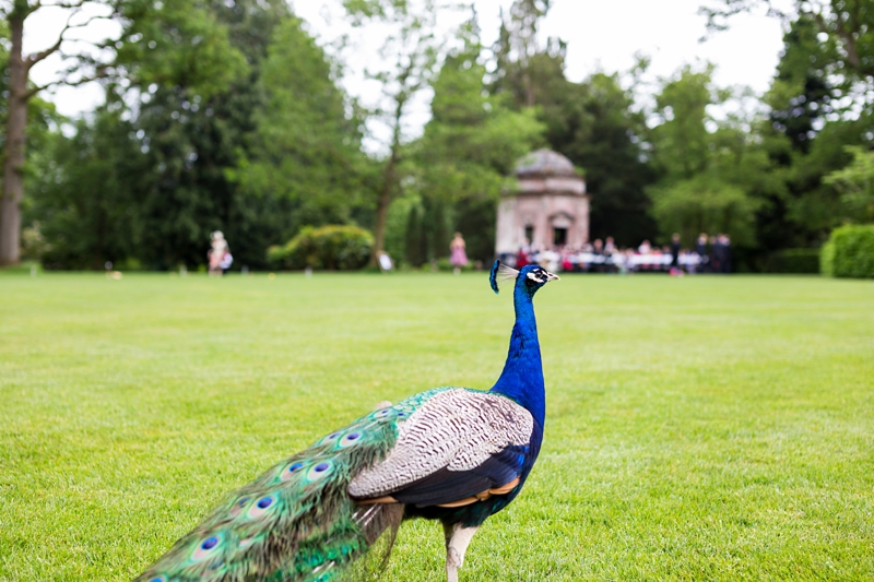 Peacock