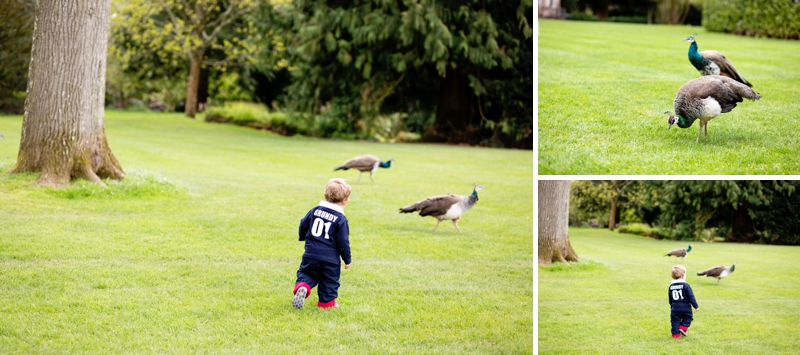 Chasing Peacocks