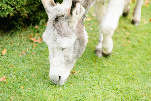 New Forest Donkey