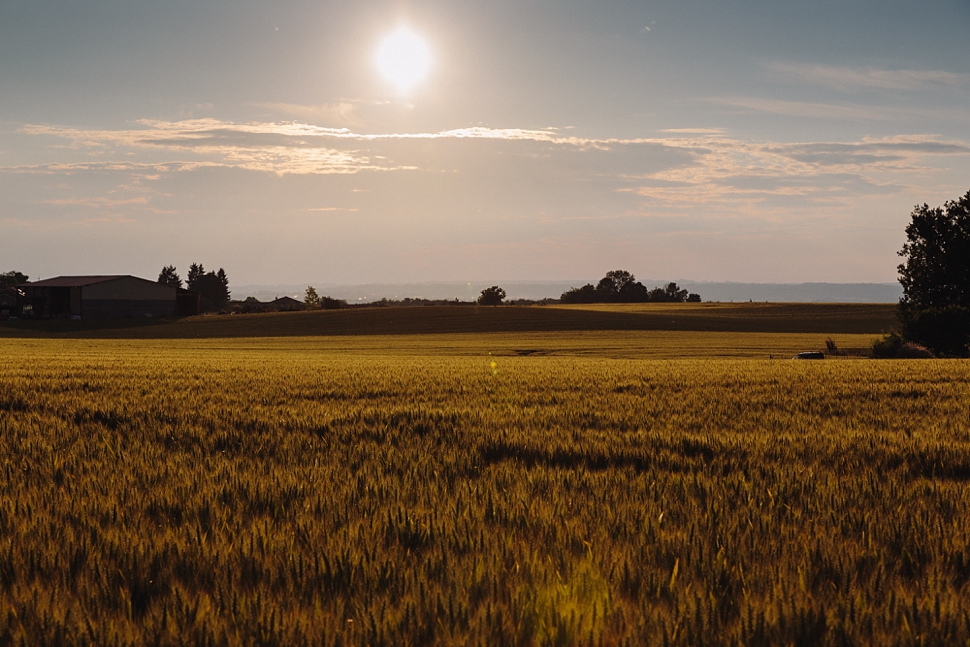 sunset over wheat fields