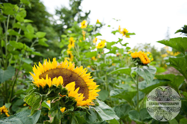 sunflowers