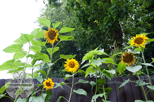 Sunflowers in the garden