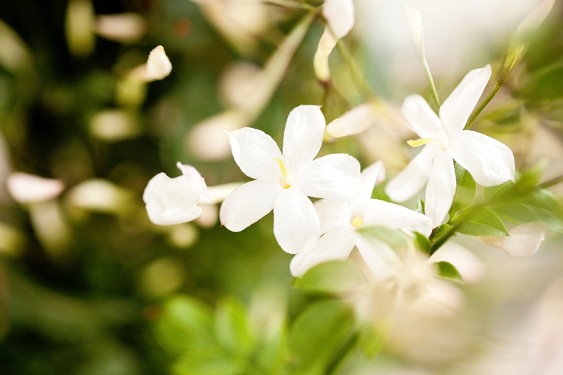 flower detail