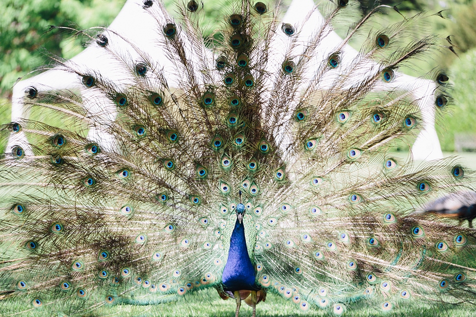 peacock wedding