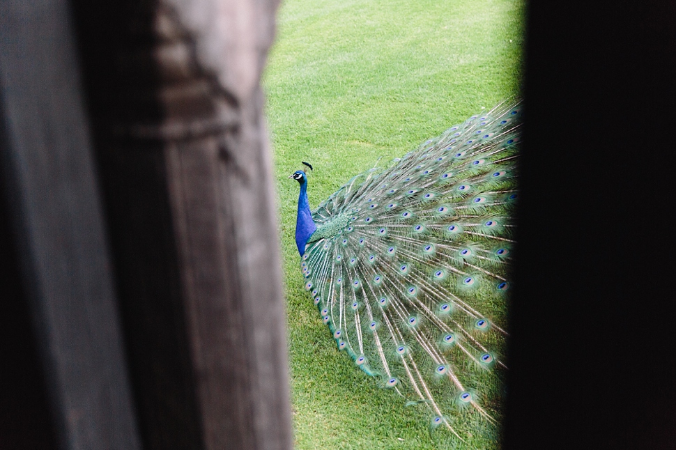 wedding peacock