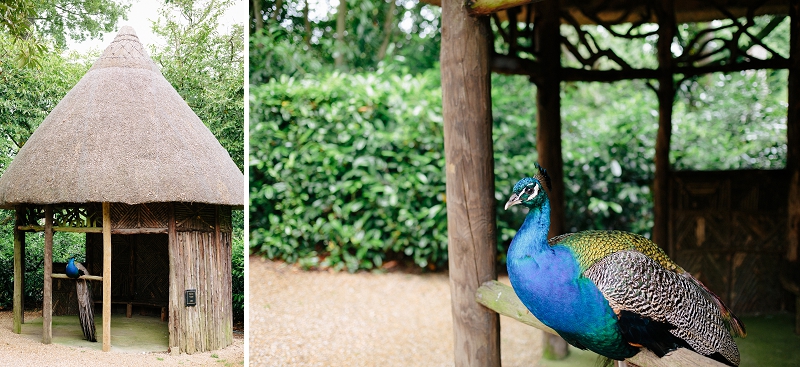 Larmer Tree Gardens Peacock