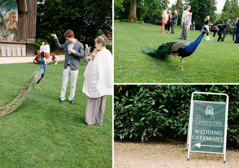 Peacocks at the larmer tree