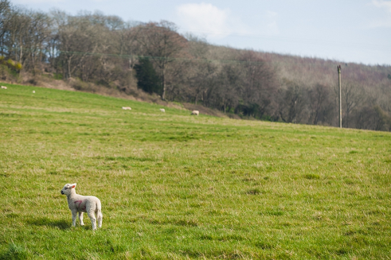 spring wedding south downs