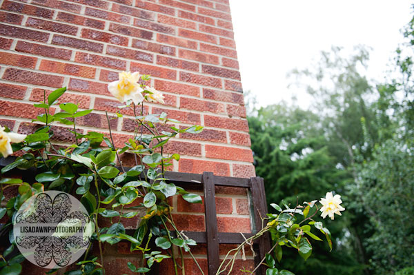 yellow roses brick wall