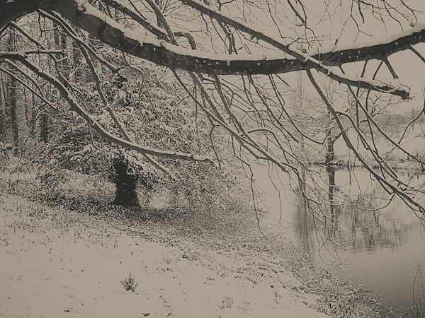 Trees in the snow, Blandford Forum